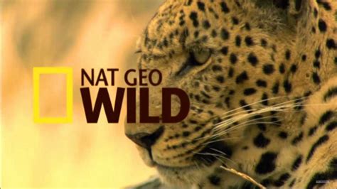 national geographic wild programme|national geo wild tv schedule.